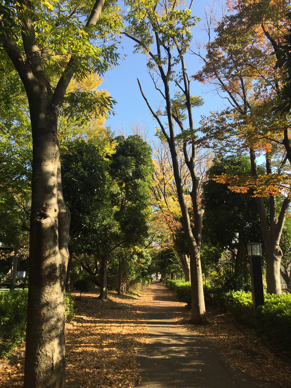 秋色に染まる中原平和公園 新 小杉散歩 新小杉開発株式会社