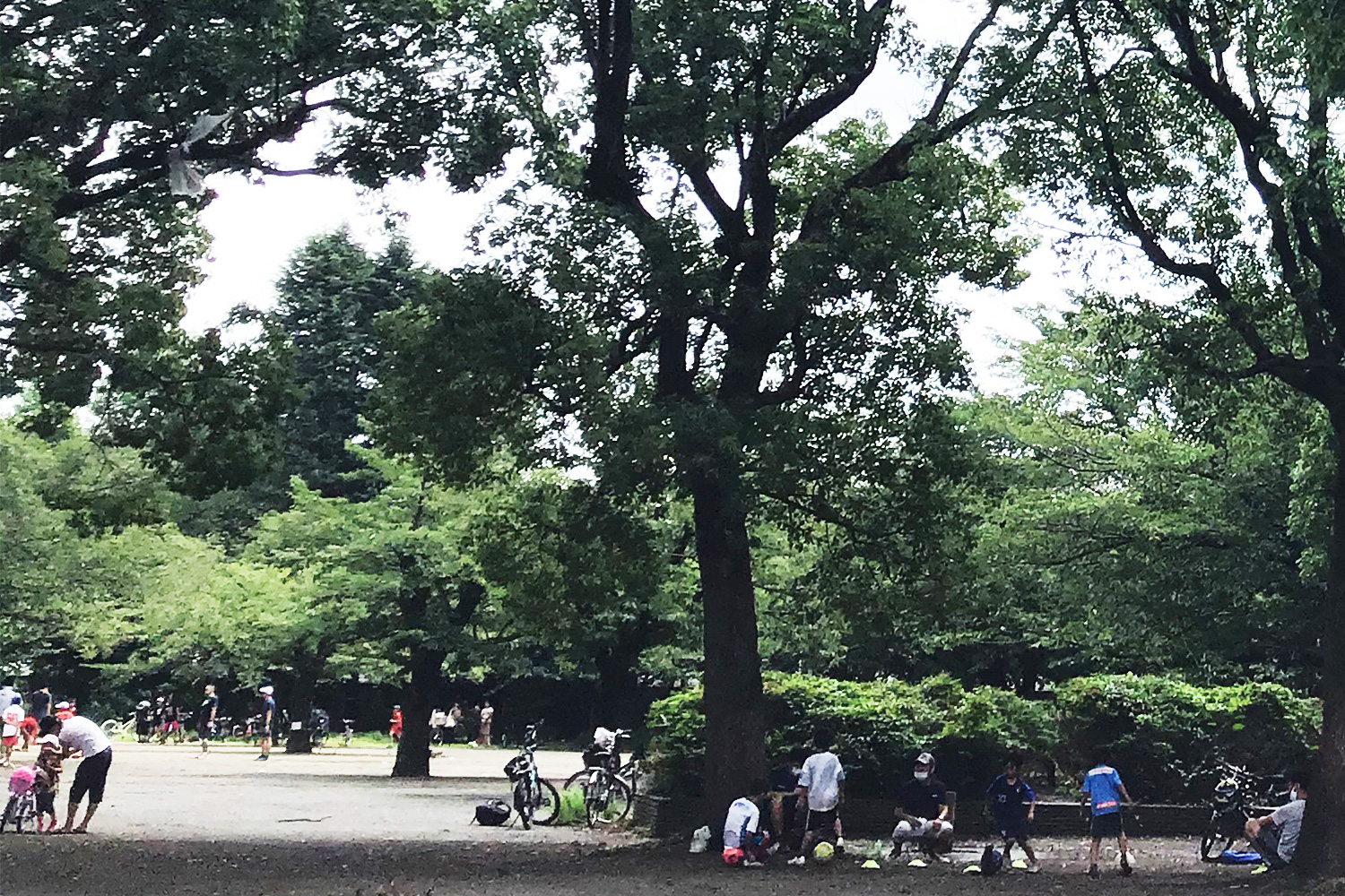 梅雨の季節の等々力緑地 新 小杉散歩 新小杉開発株式会社