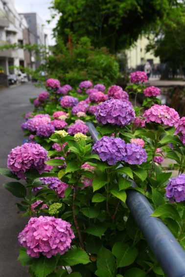 江川せせらぎ遊歩道の紫陽花