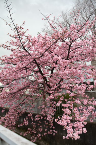 二ヶ領用水の河津桜